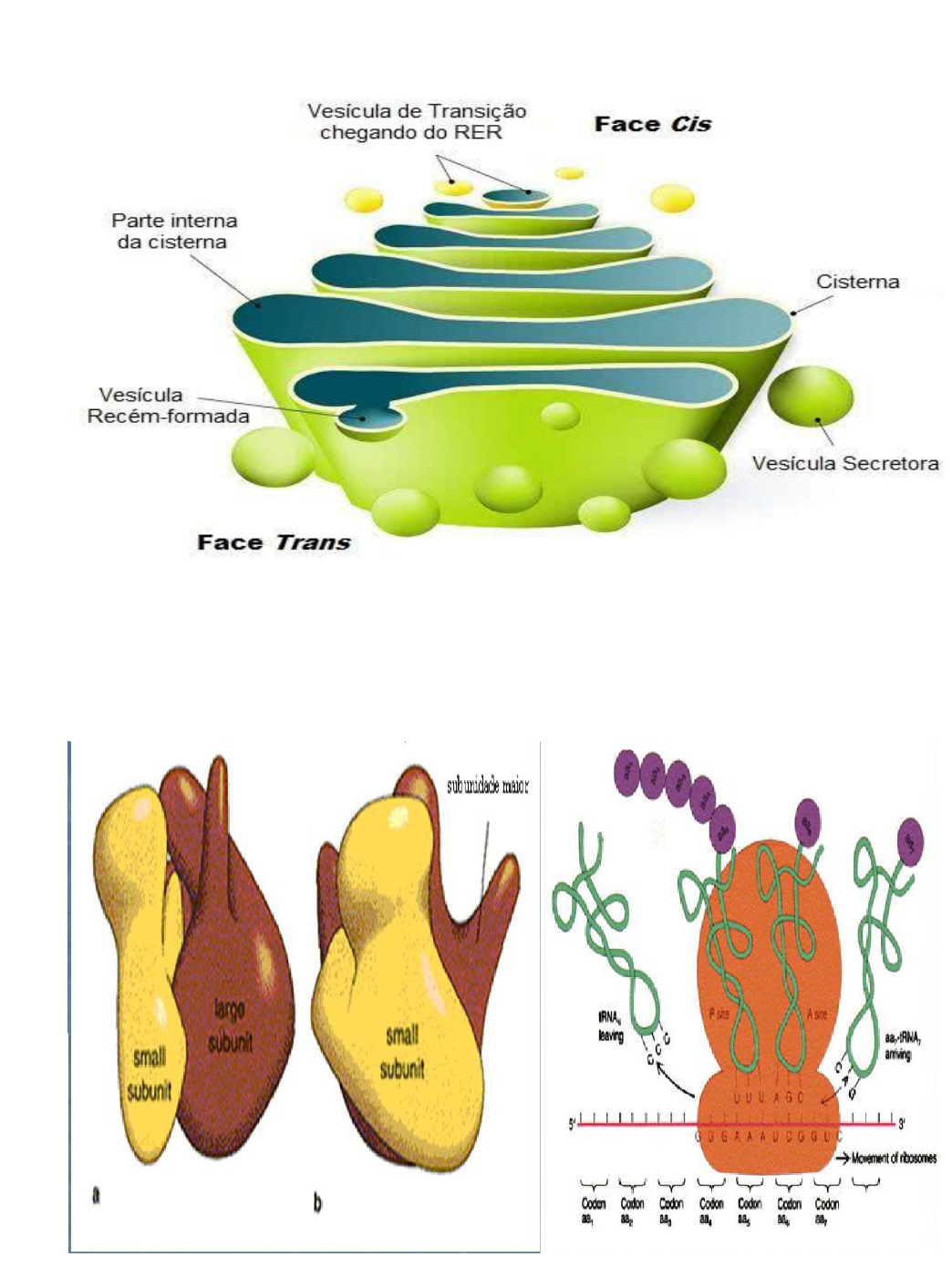 PPT - FOTOSSÍNTESE PowerPoint Presentation, free download - ID:5949369, image size:1044x1390