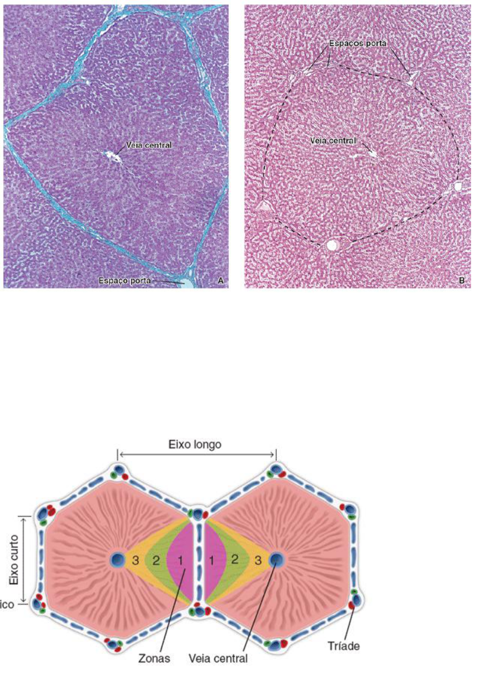 FISIOLOGIA CARDIOVASCULAR APLICADA - Hospital Servcor, image size:960x1353