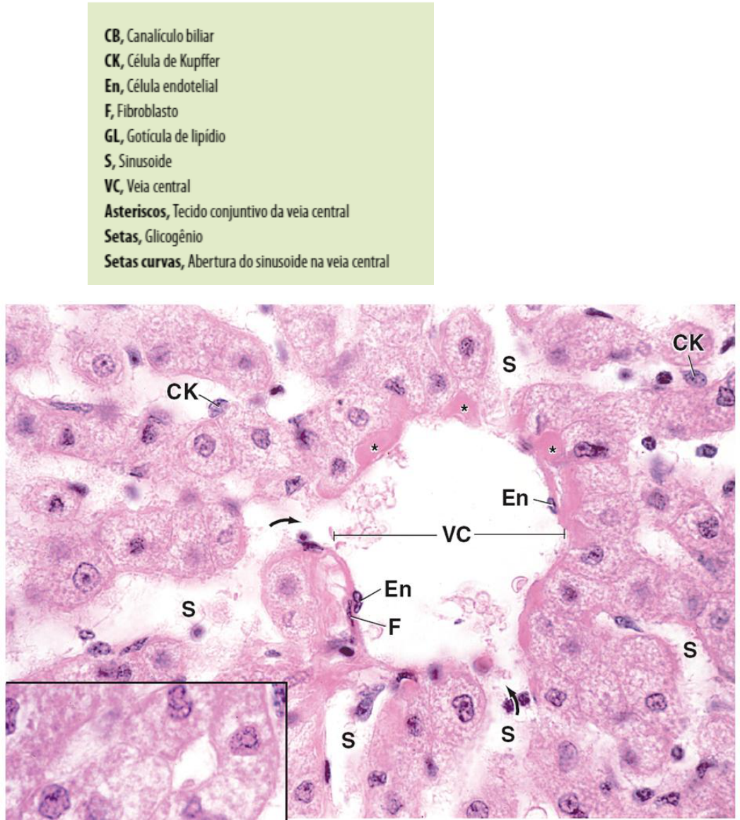 PPT - Terapia Nutricional nas Hepatopatias, Distúrbios do Sistema Biliar e  Pâncreas PowerPoint Presentation - ID:5738806, image size:1047x1160