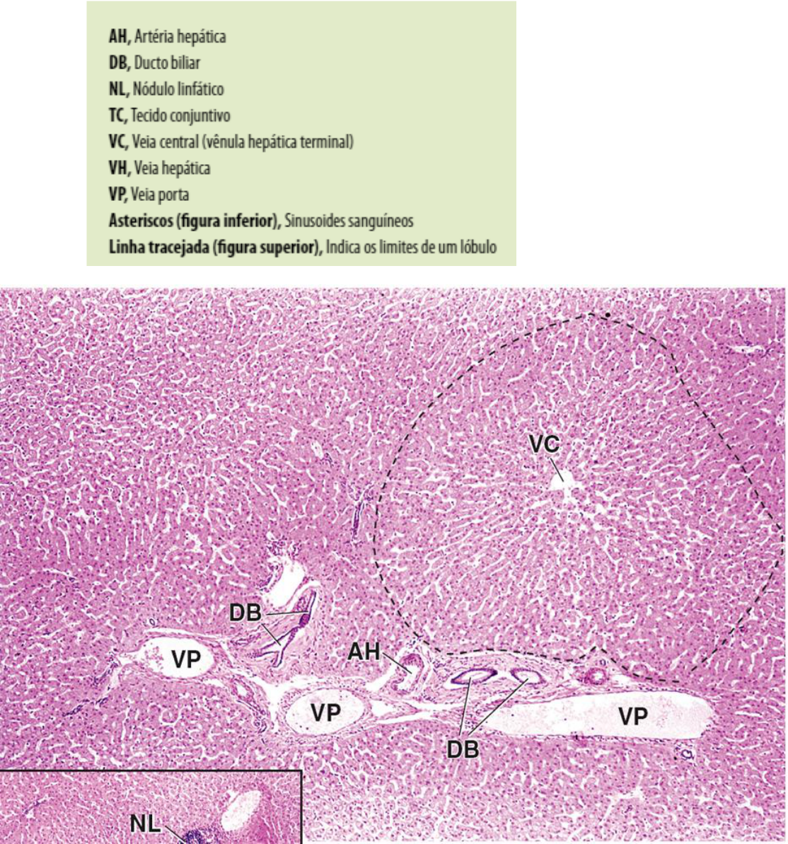 Grátis: AULA 2 HISTO - Material Claro e Objetivo em PDF para Estudo Rápido, image size:1114x1193