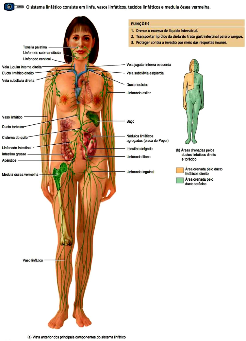Linfonodos Do Abdmen E Da Pelve Anatomia E Drenagem Kenhub