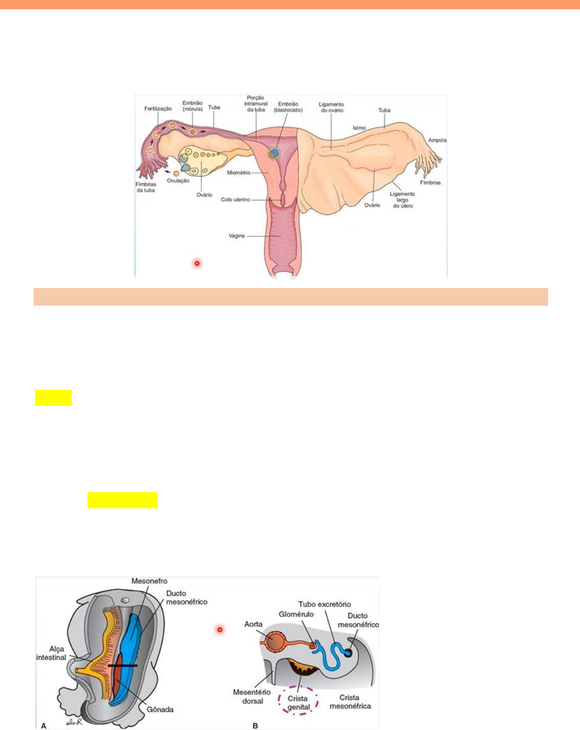 Embriologia Sistema Reprodutor Feminino Histologia E Embriologia