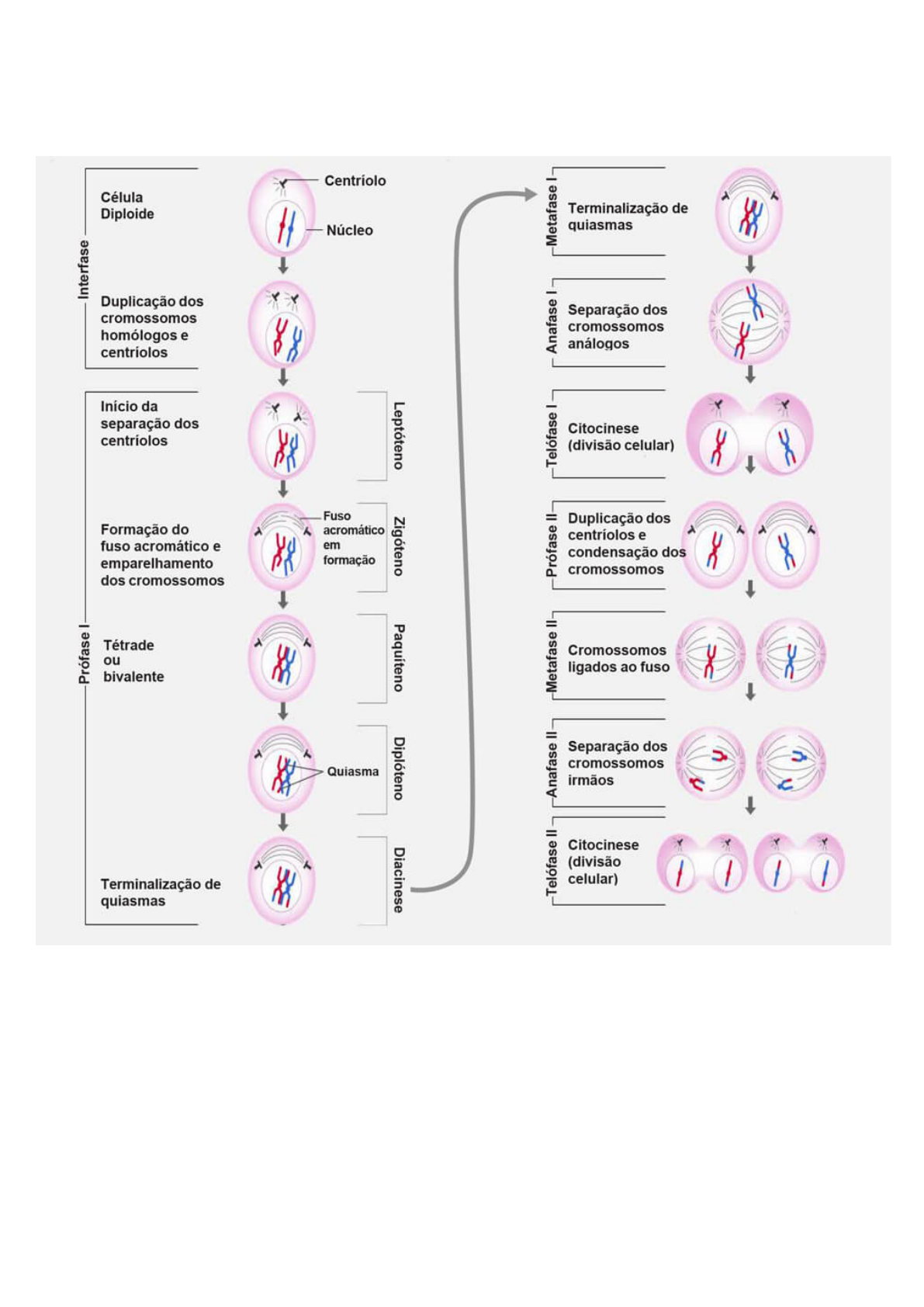 Resumo de Divisão Celular: Mitose e Meiose - Sanar Medicina