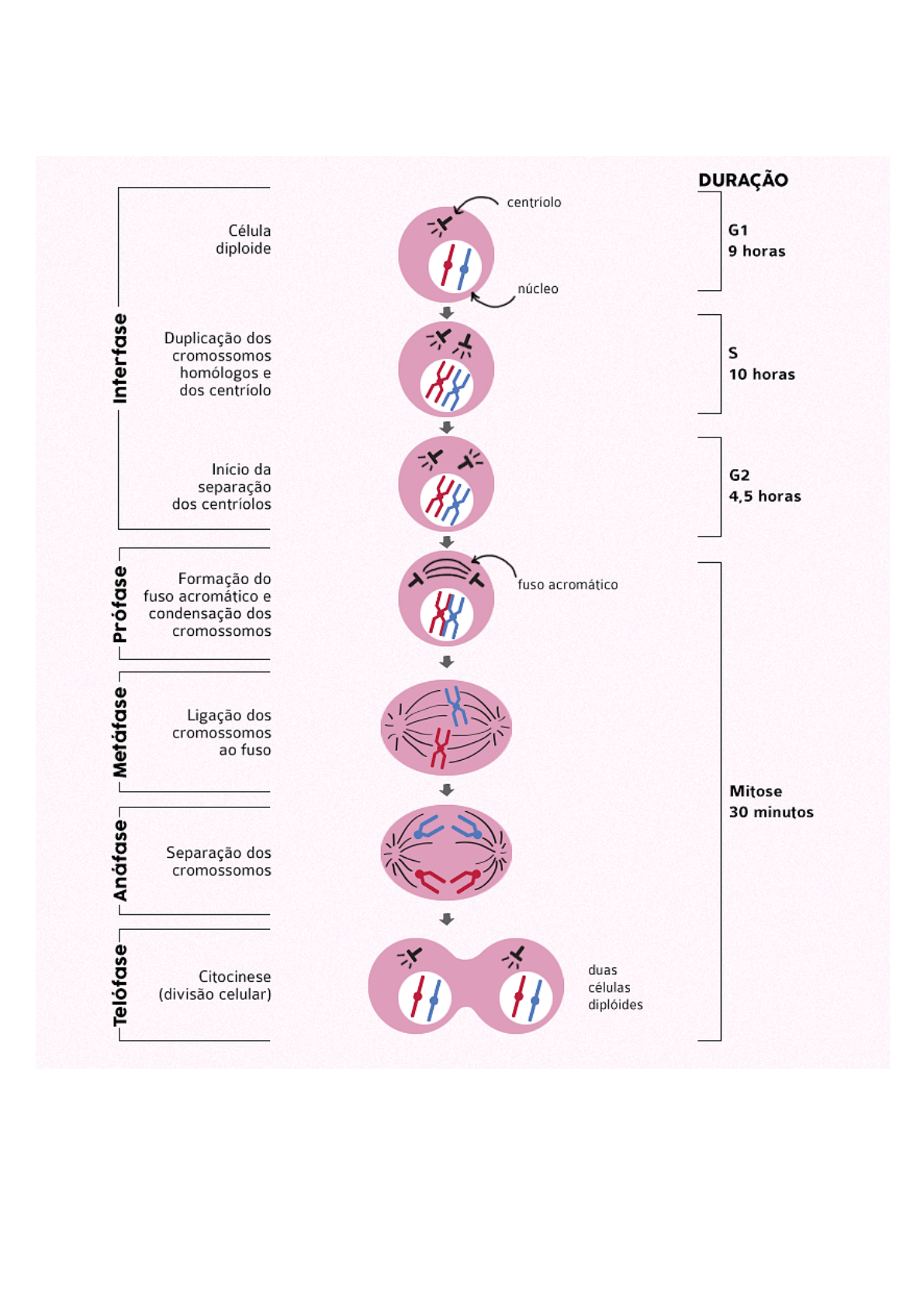 Resumo de Divisão Celular: Mitose e Meiose - Sanar Medicina