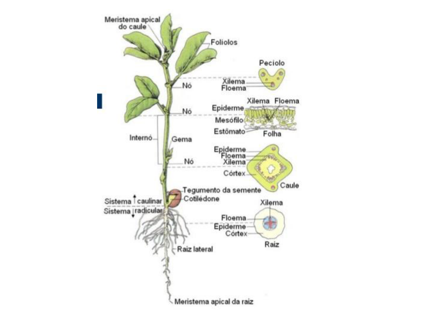 vegetais de caule subterrâneos