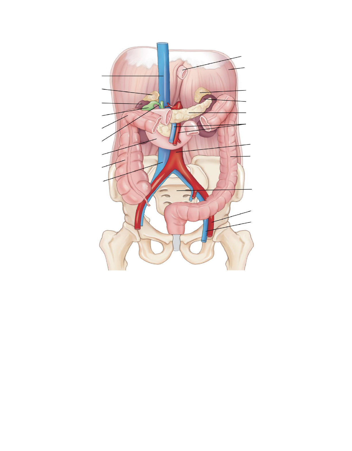 PHTLS - Cap 11 Trauma Abdominal - Emergências