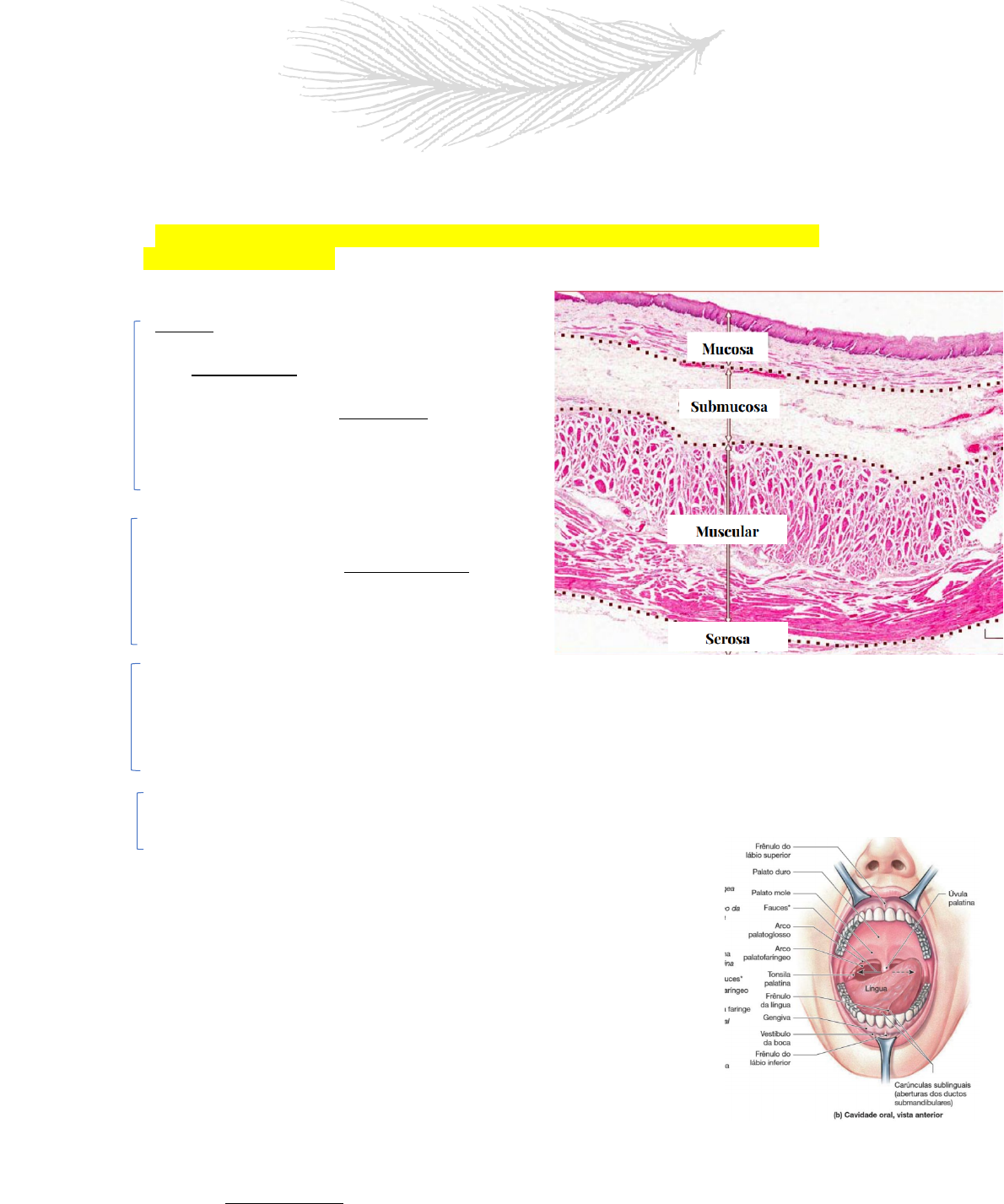 Histologia Da Cavidade Oral Histologia E Embriologia