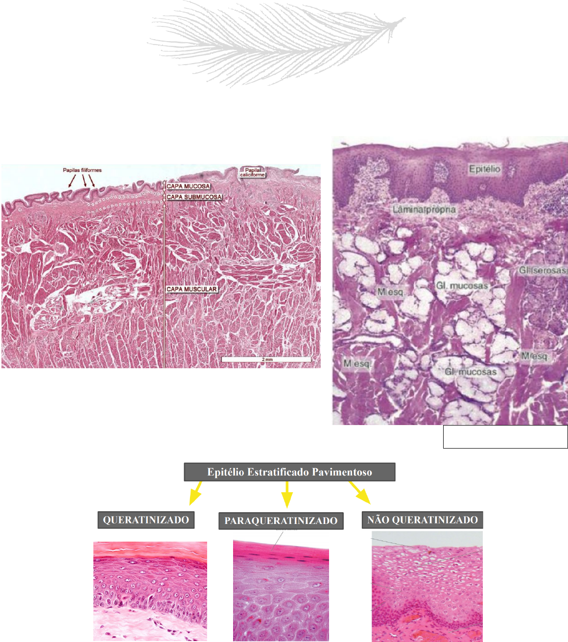 Histologia Da Cavidade Oral Histologia E Embriologia