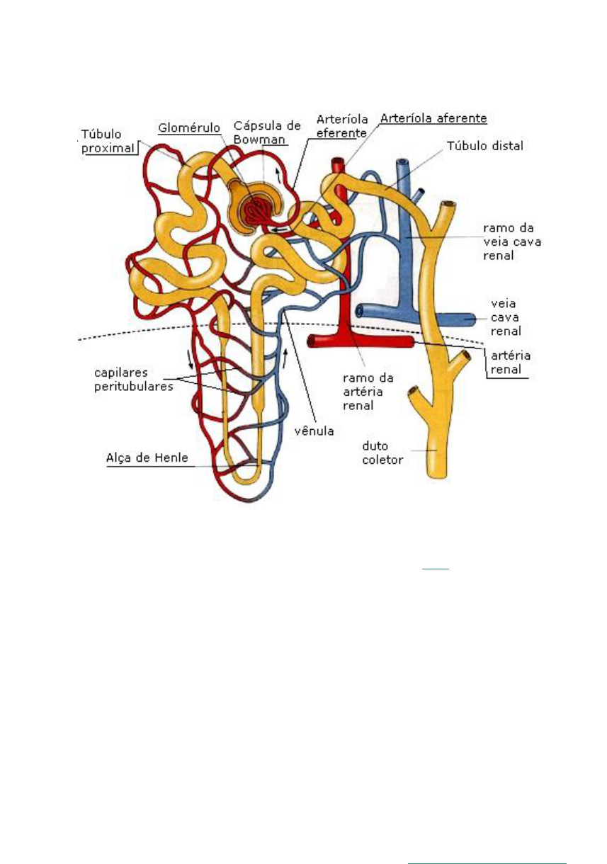 Grátis: O Néfron: Unidade Funcional do Rim - Material Claro e Objetivo em  PDF para Estudo Rápido, image size:857x1220