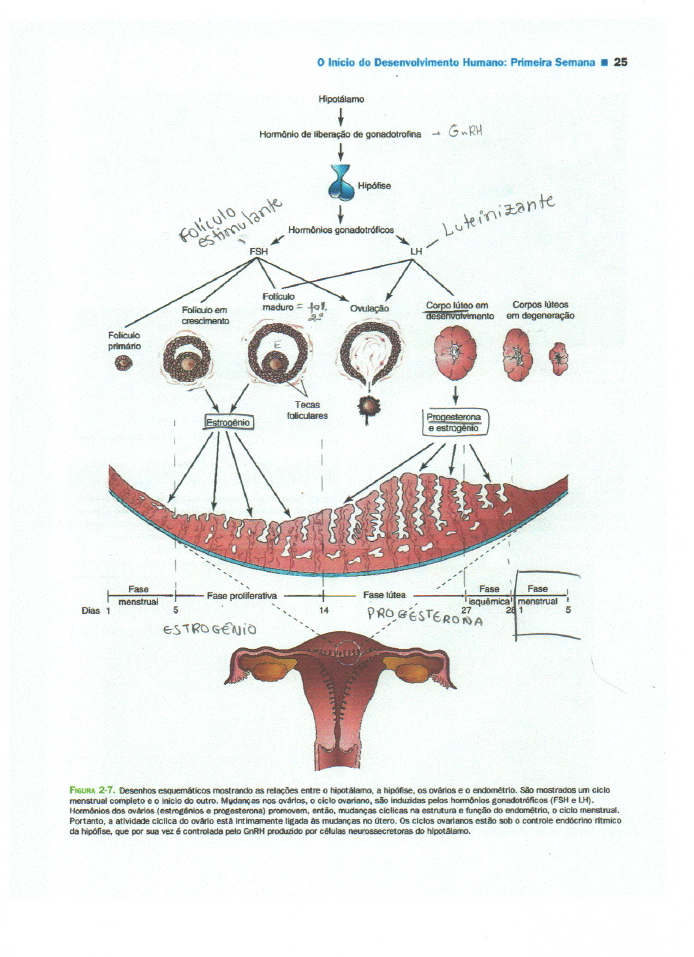 Esquema O Ciclo Menstrual Ginecologia E Obstetrícia 8570