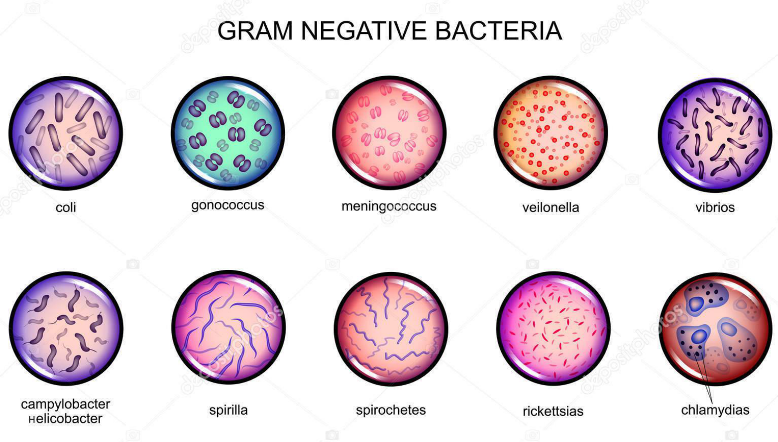 bact-rias-g-e-g-bacteriologia