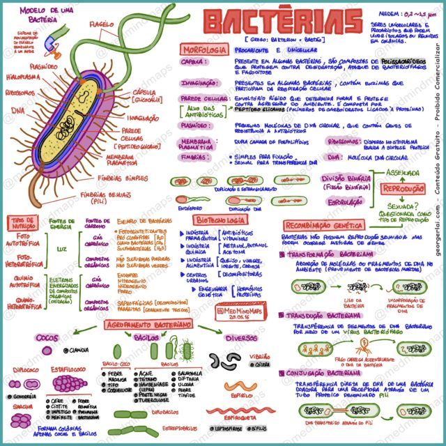 mapa mental bactérias - Biologia Celular