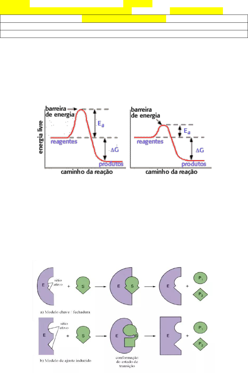 6 – Modelo de ajuste induzido para a enzima e seu substrato