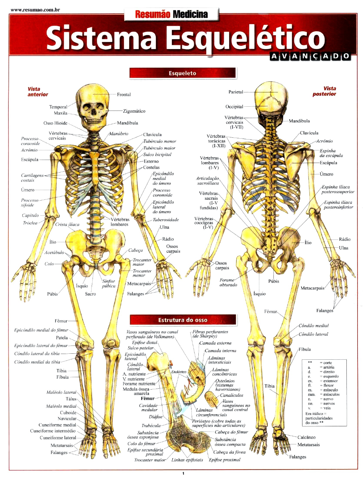 SISTEMA ESQUELÉTICO - Anatomia I