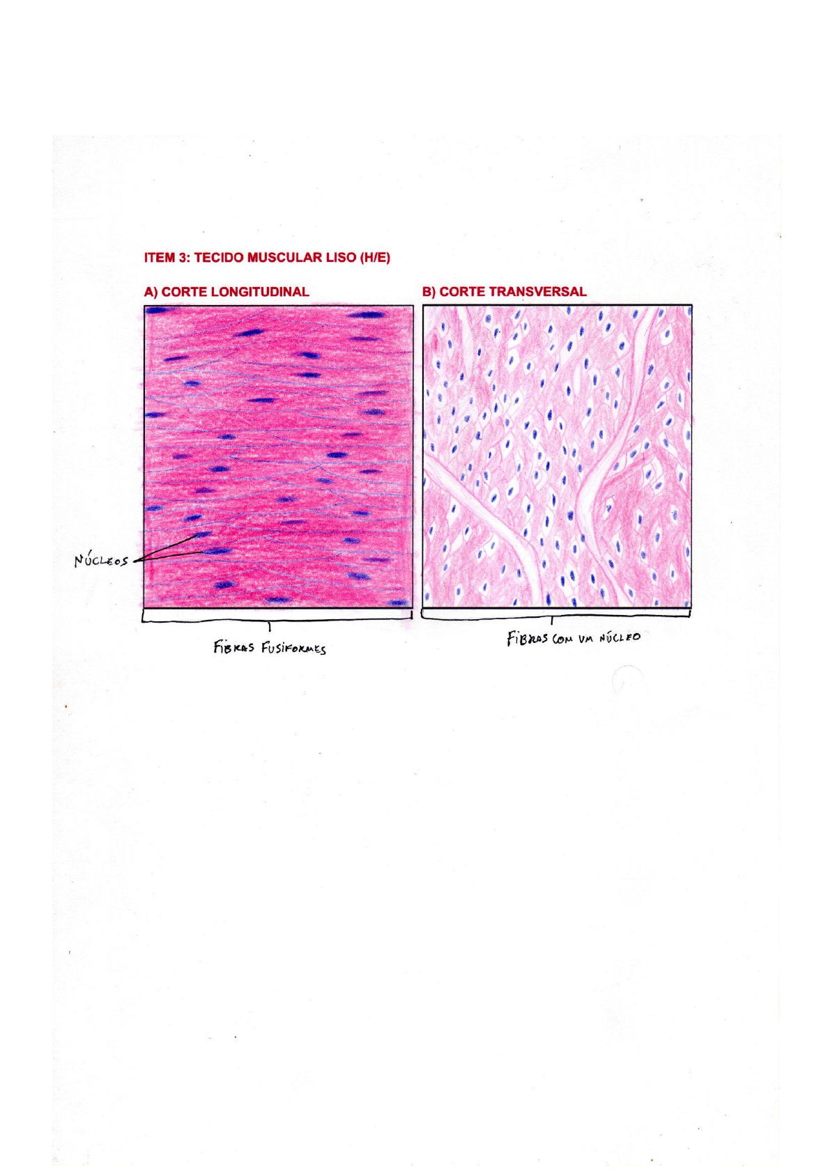 Desenhos histológicos Tecido Muscular Histologia I