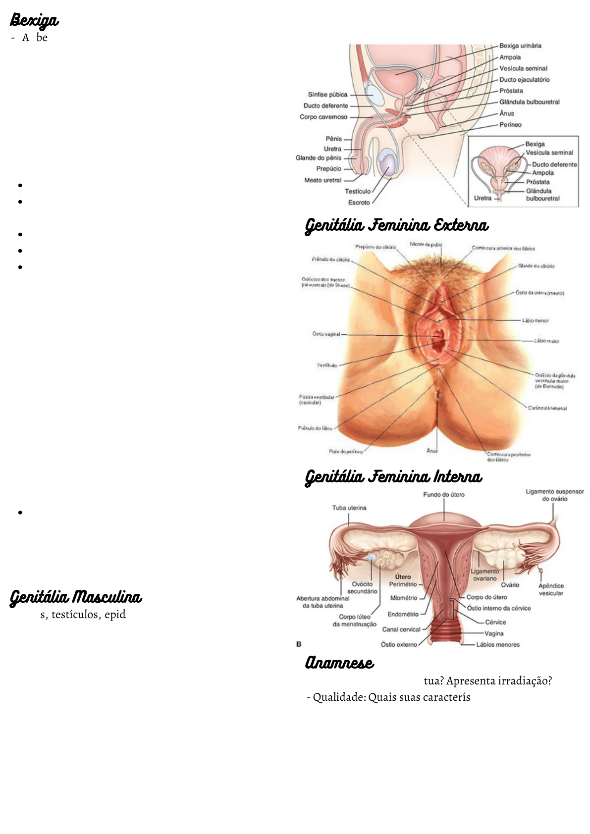 Exame Físico Sistema Urinário - Fundamentos de Enfermagem