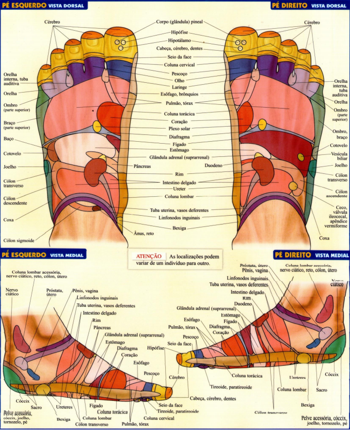 reflexologia podal Anatomia Sistemica