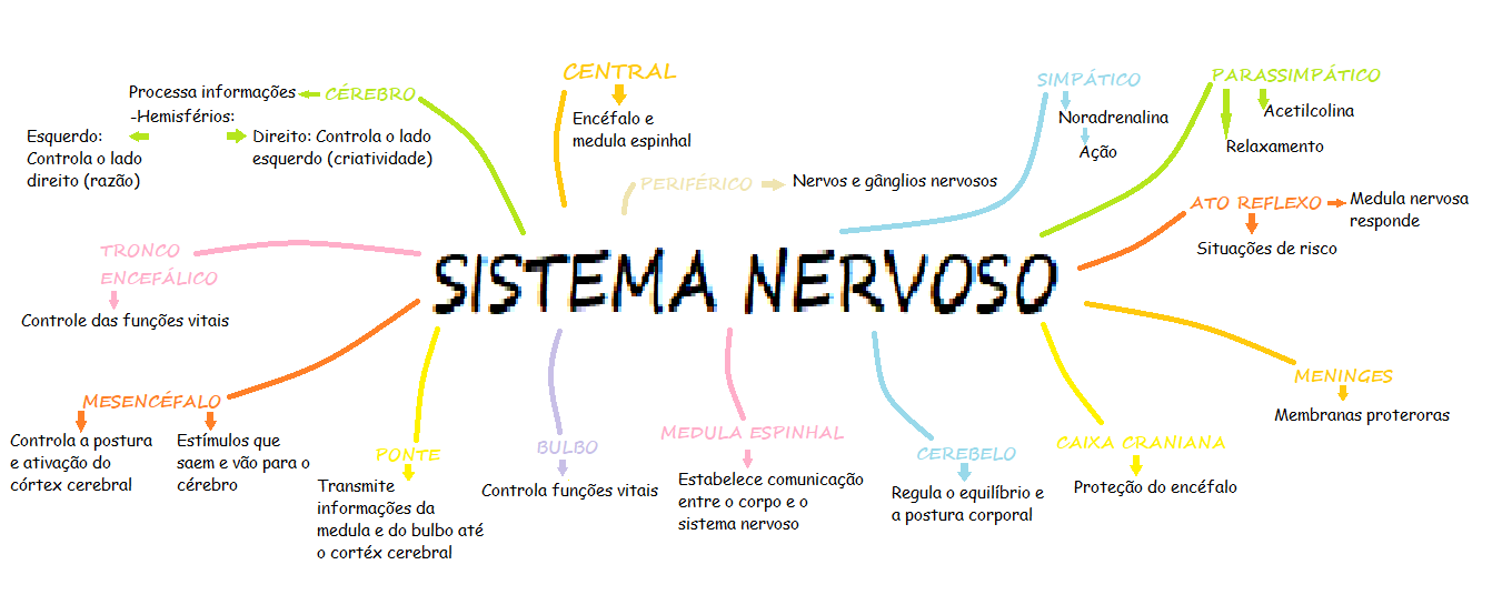 Mapa Mental Sistema Nervoso Estrutura E Função Humana Porn Sex Picture 5100