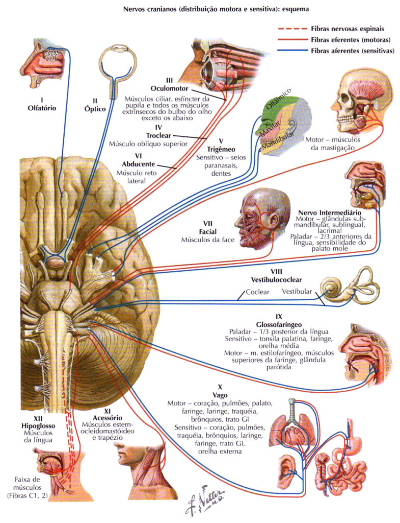 pares de nervos cranianos - Anatomia I