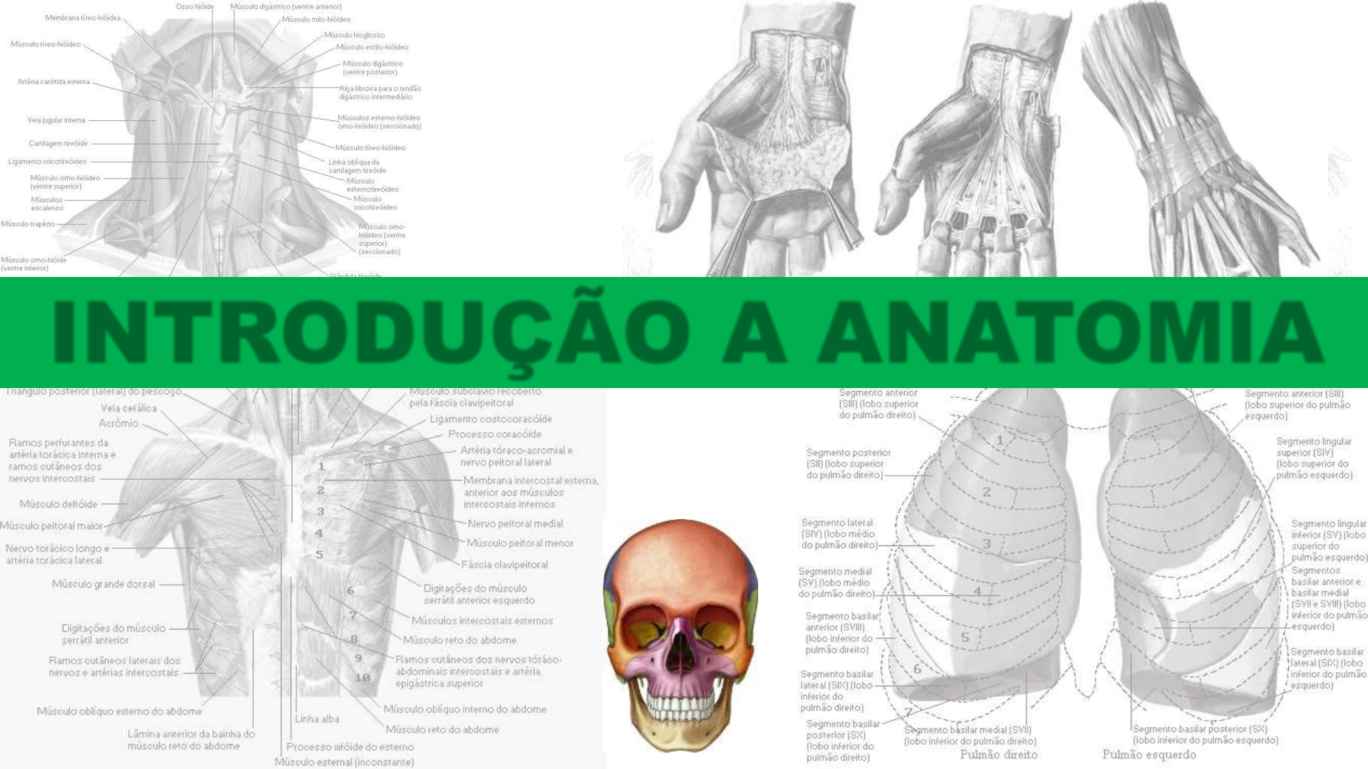 cadáver de la arteria toracoacromial