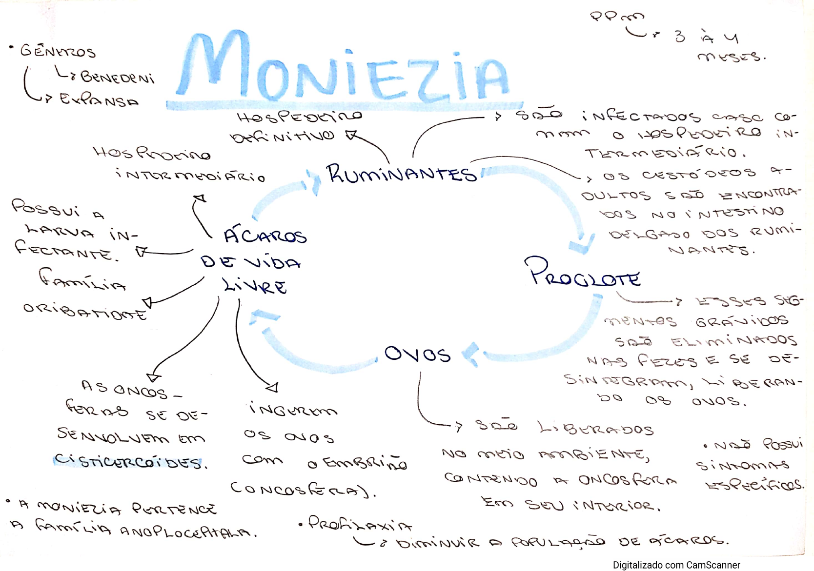 Moniezia Parasitologia