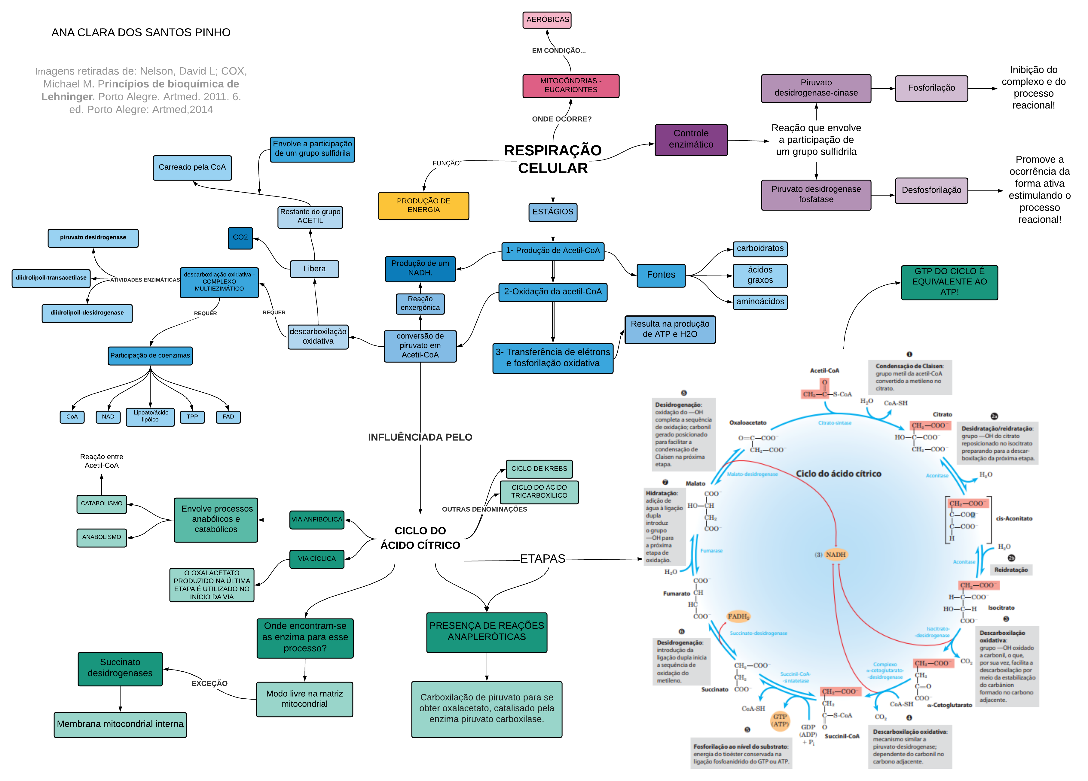 Ciclo De Krebs Mapa Mental Bioquímica I 6707