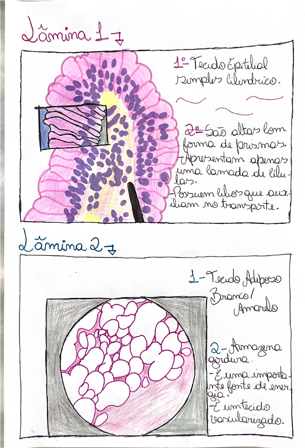 Lâminas Histologia E Embriologia Histologia E Embriologia 8772