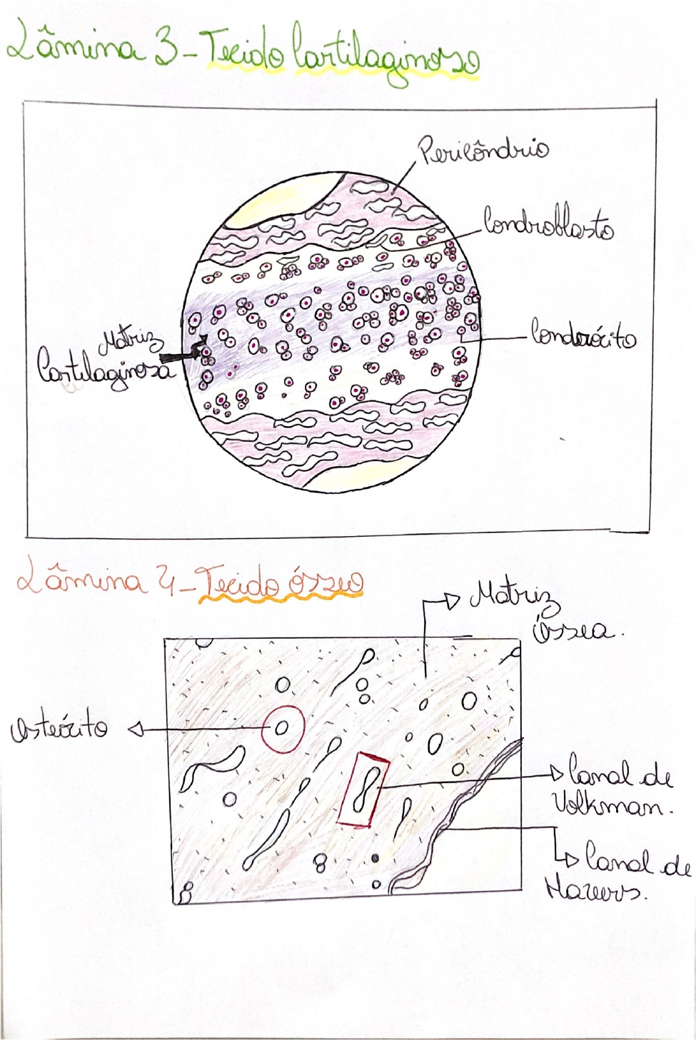 Lâminas Histologia E Embriologia - Histologia E Embriologia