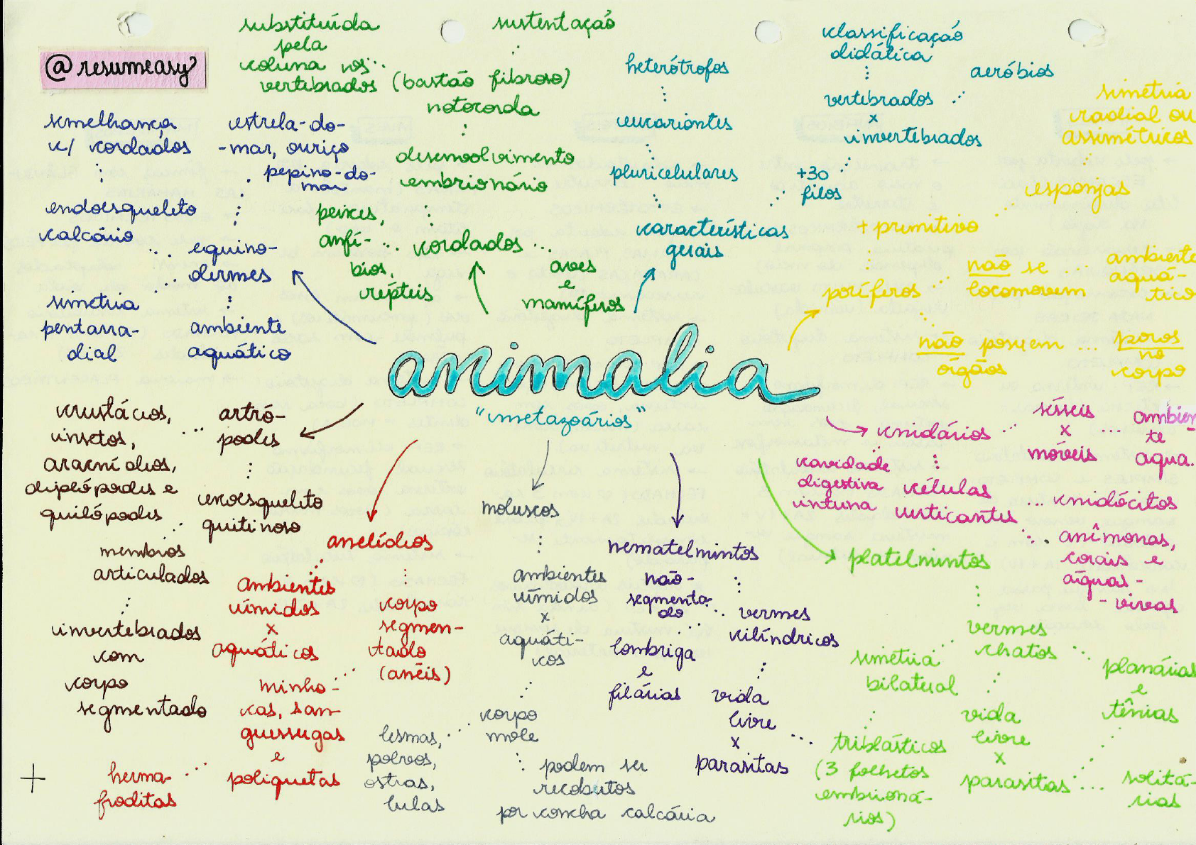 Reino animalia - Mapa Mental