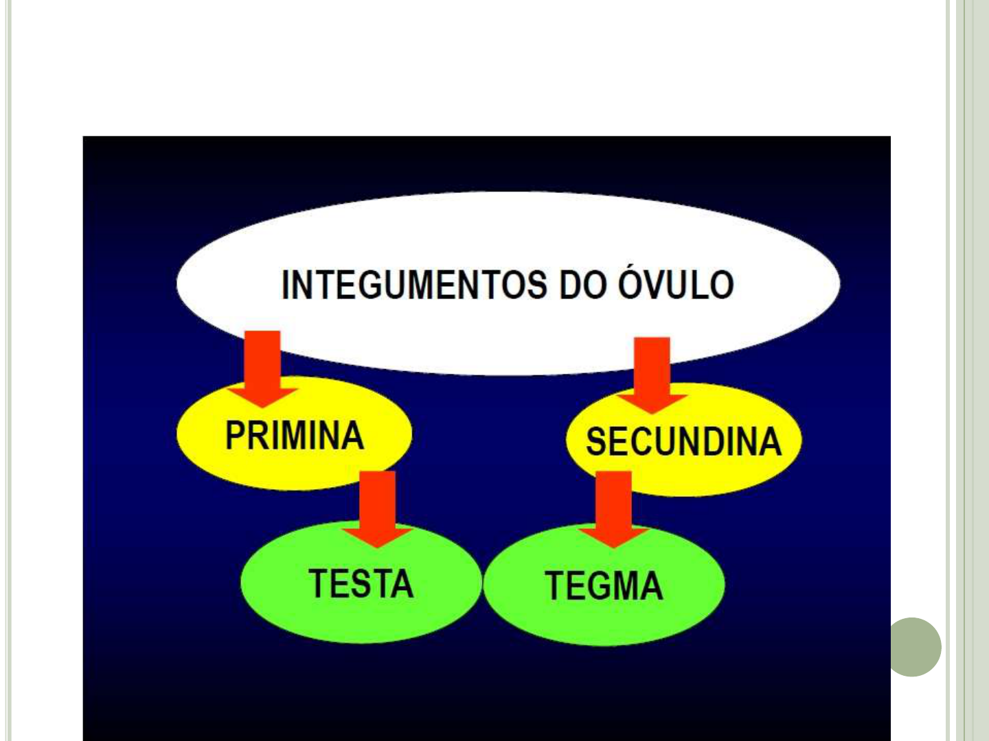 FECUNDAÇÃO DE ANGIOSPERMA - ppt carregar