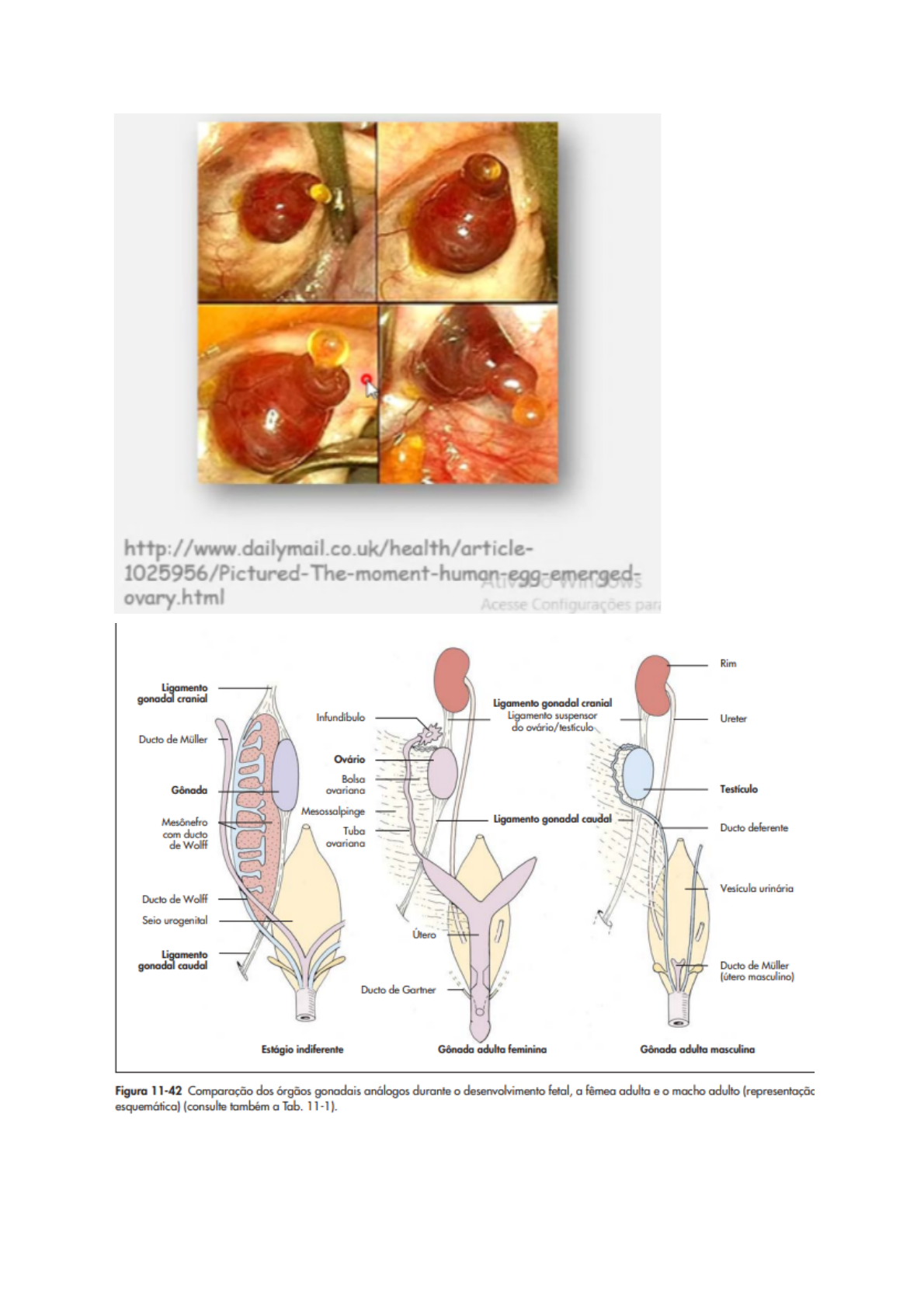 Grátis: Aparelho genital feminino - Material Claro e Objetivo em PDF para  Estudo Rápido, image size:1190x1685