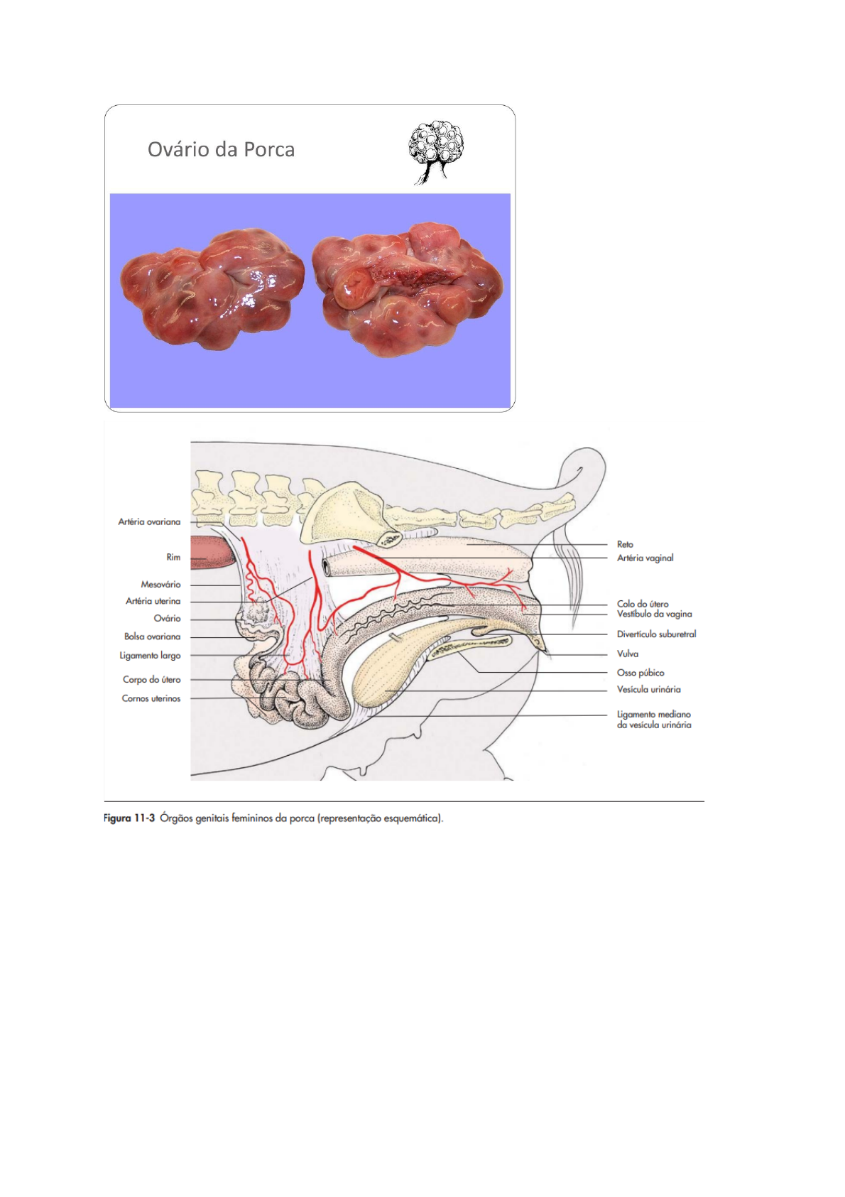 Grátis: Aparelho genital feminino - Material Claro e Objetivo em PDF para  Estudo Rápido, image size:1190x1685