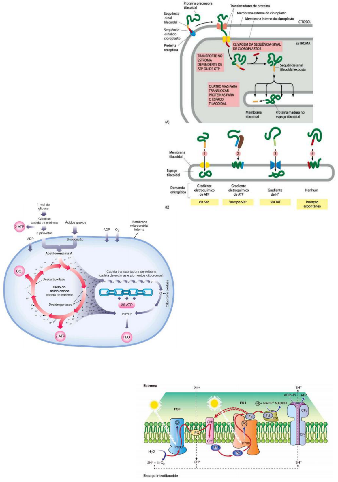 Grátis: AULA 9 mitocondrias e cloroplastos - Material Claro e Objetivo em  PDF para Estudo Rápido, image size:1172x1673