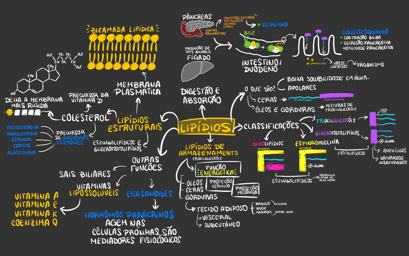 Mapa Mental Lipidios Bioquimica I Images 7248