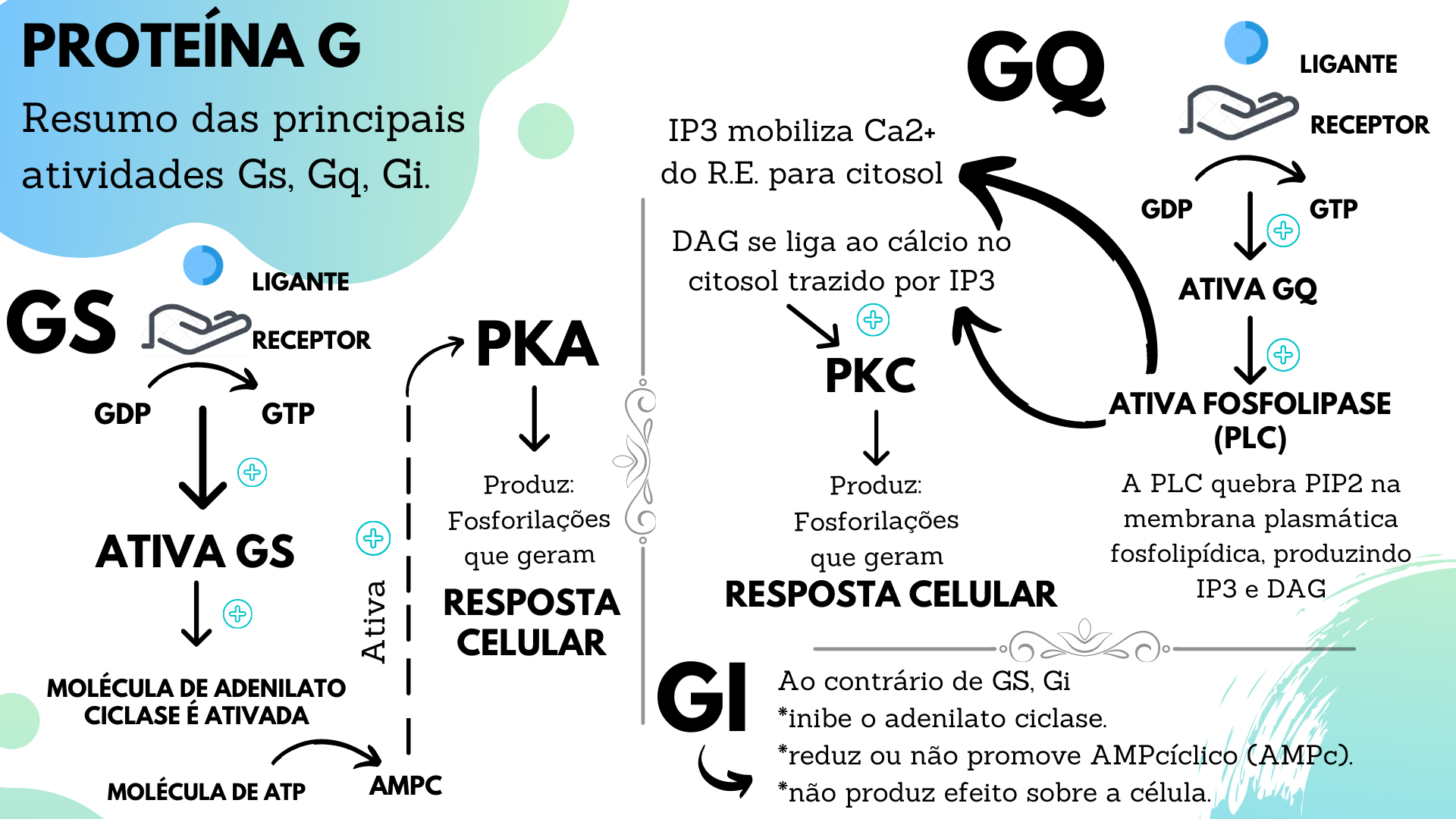 Resumo ProteÍnas Gs Gq E Gi Farmacologia I 0176