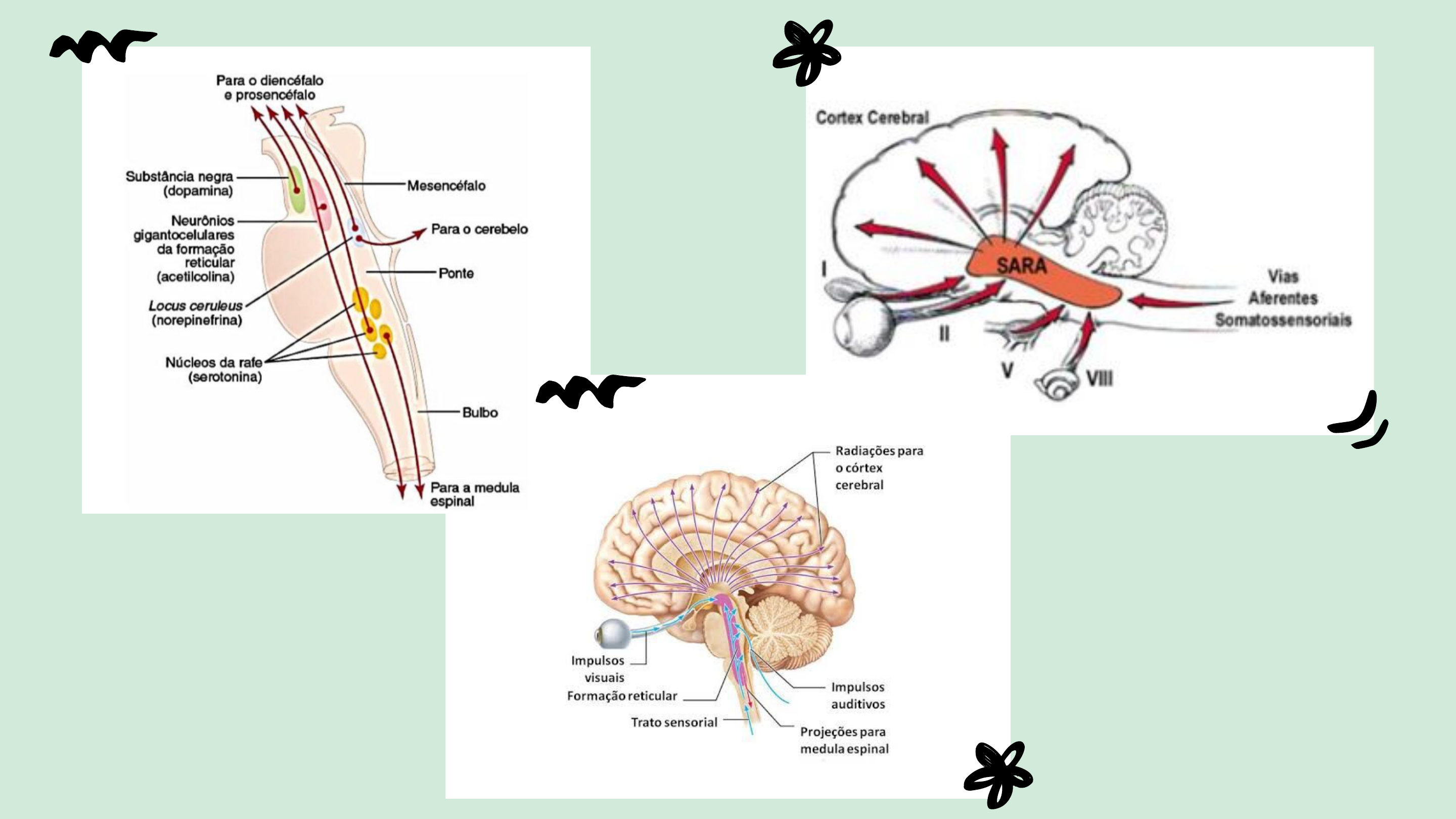 Diagrama De Formacao Reticular Formação Reticular E Anatomy