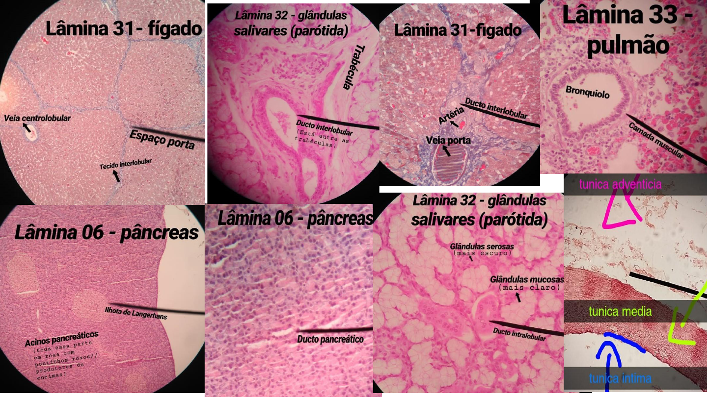 Lâminas Histológicas Histologia I