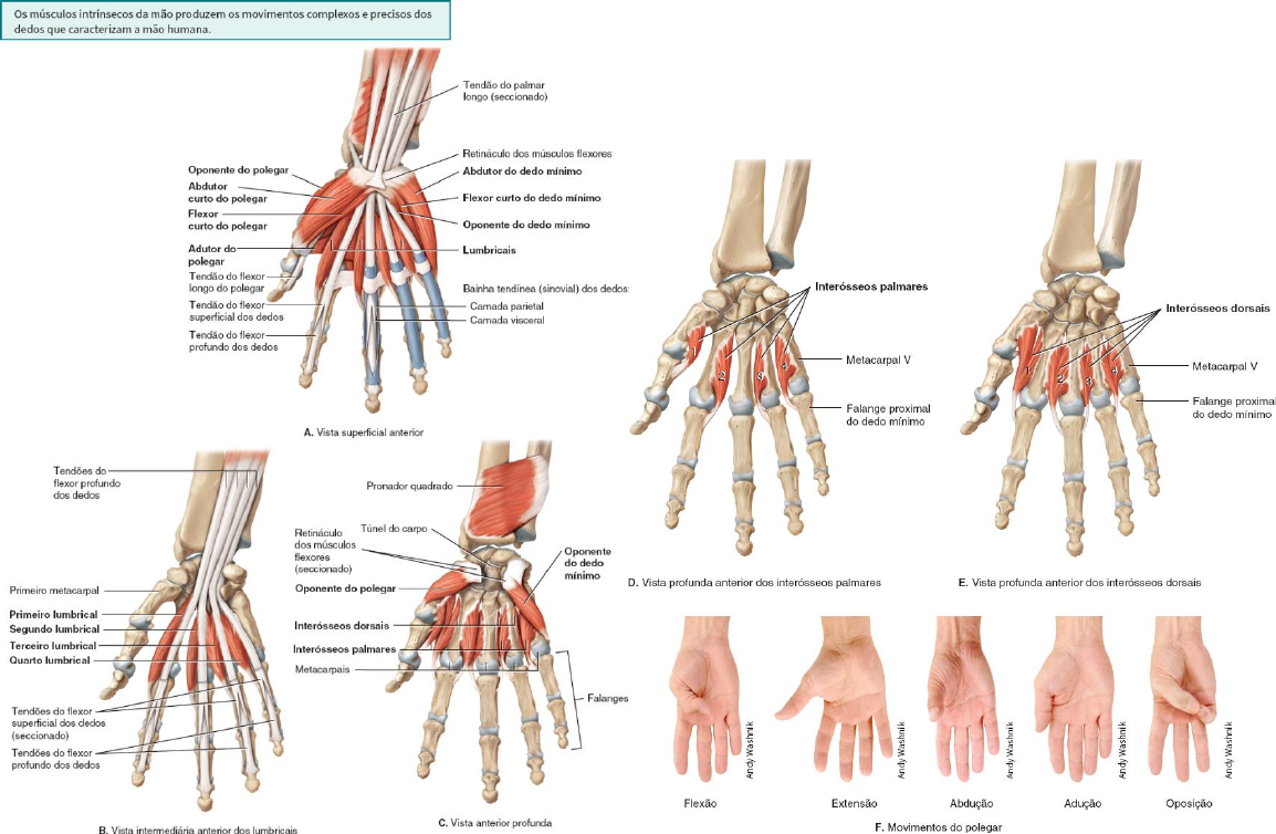 Grátis: Anatomia do antebraço e mãos (músculos, ossos e antebraço -  Material Claro e Objetivo em PDF para Estudo Rápido, image size:1154x754