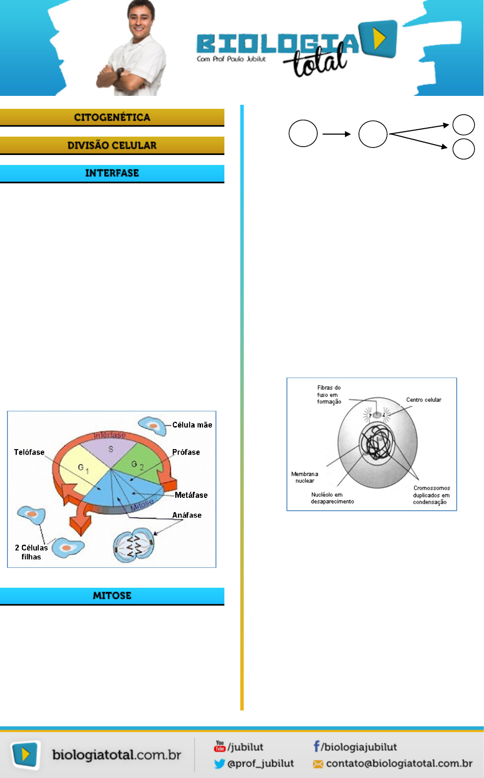 Ciclo celular: fases, relação com câncer e resumo - Escola Kids