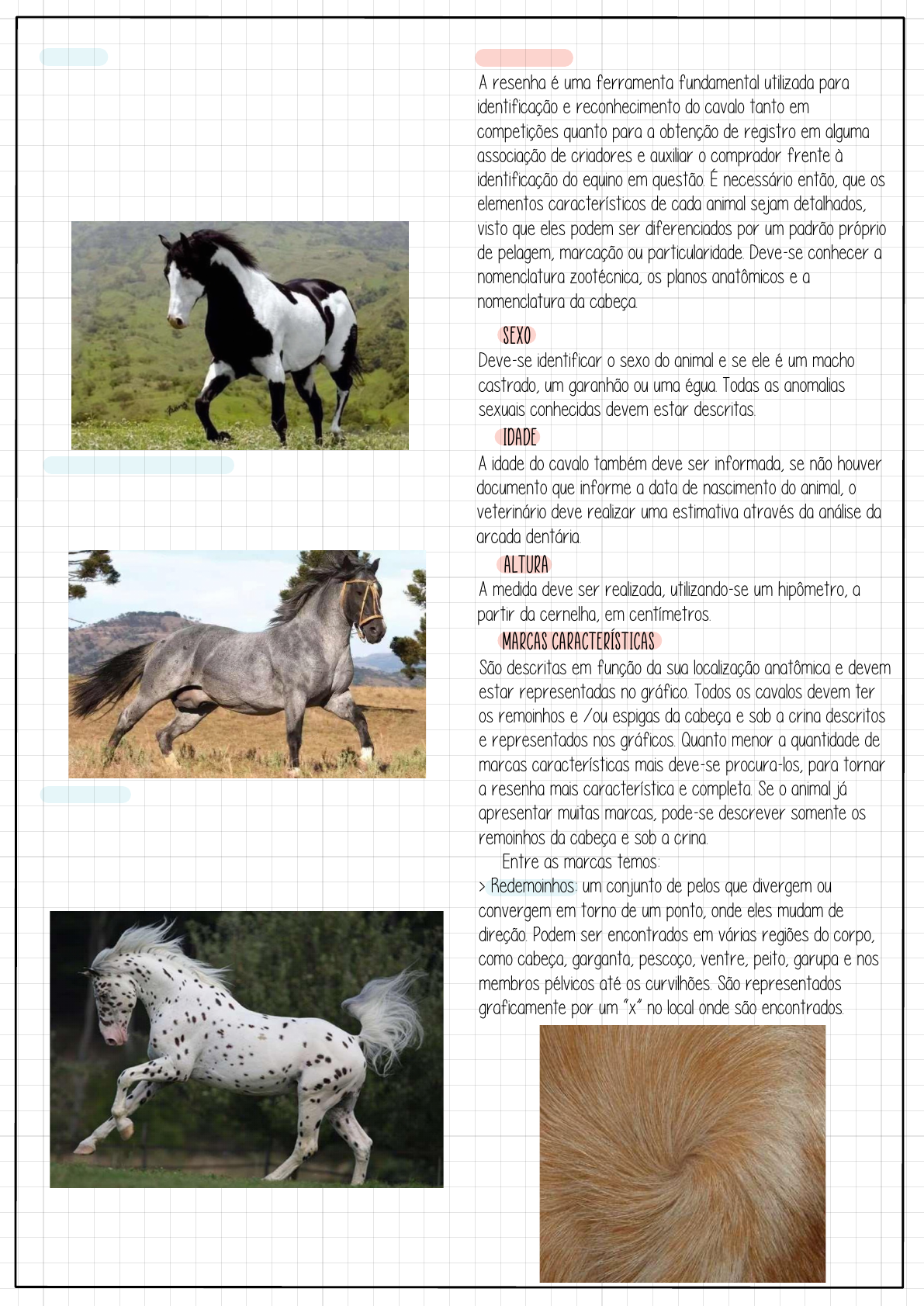 Resenha e pelagem de Equinos - Práticas Veterinárias I