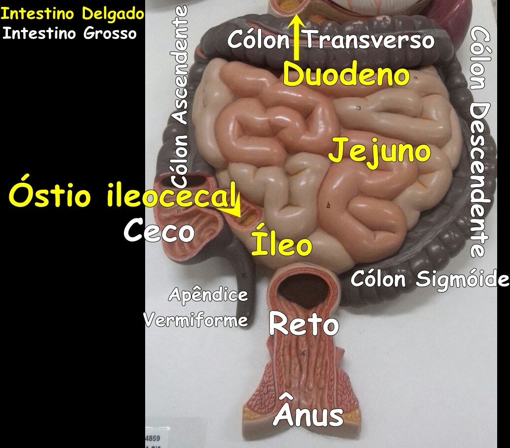 Anatomia Do Intestino