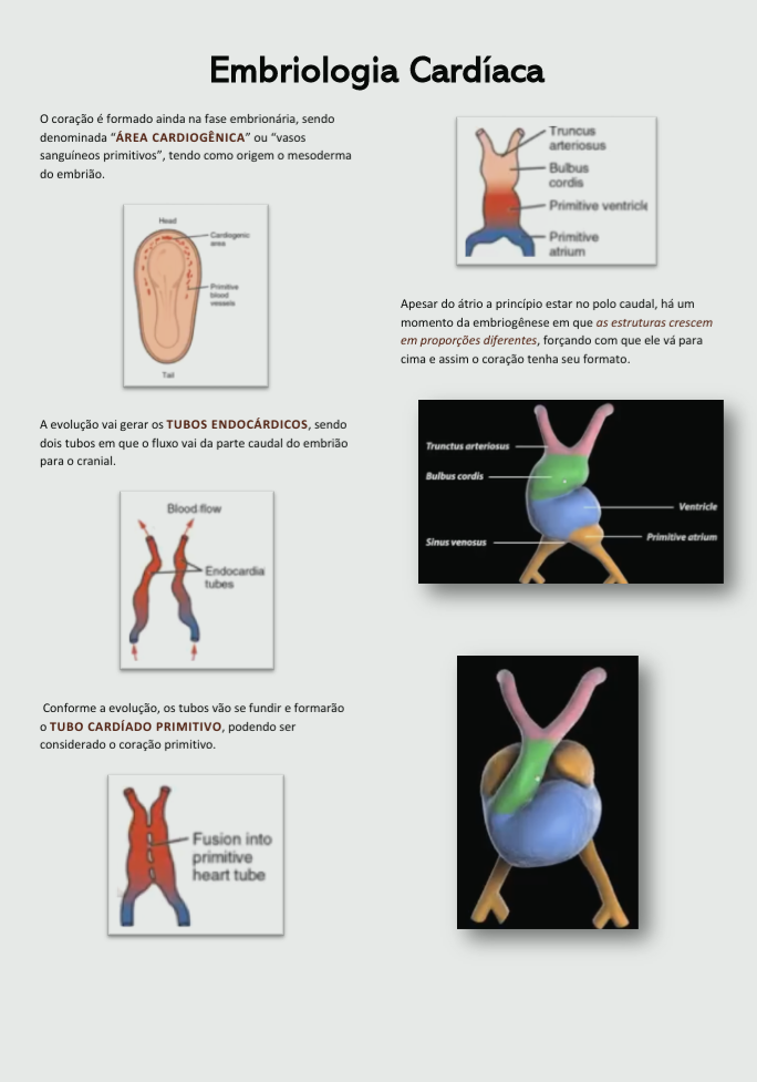 embriologia do coração embriologia