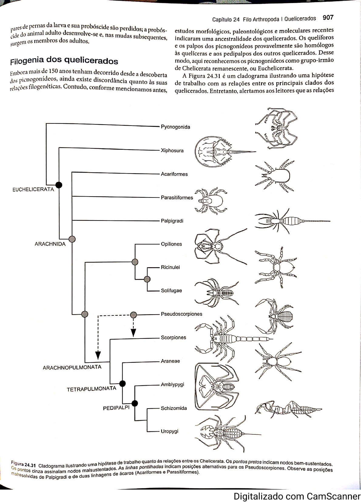 cladograma de invertebrados