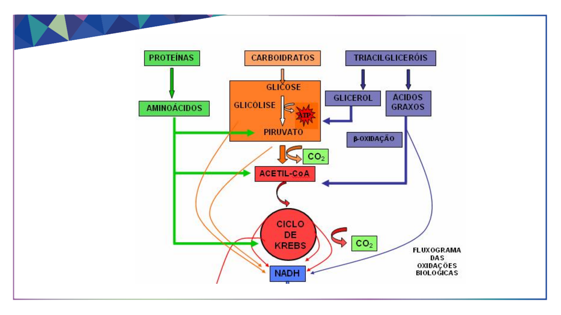 Grátis: Slide - Aula 11 - Bionergética e Usina Metabólica - Material Claro  e Objetivo em PDF para Estudo Rápido, image size:1920x1080