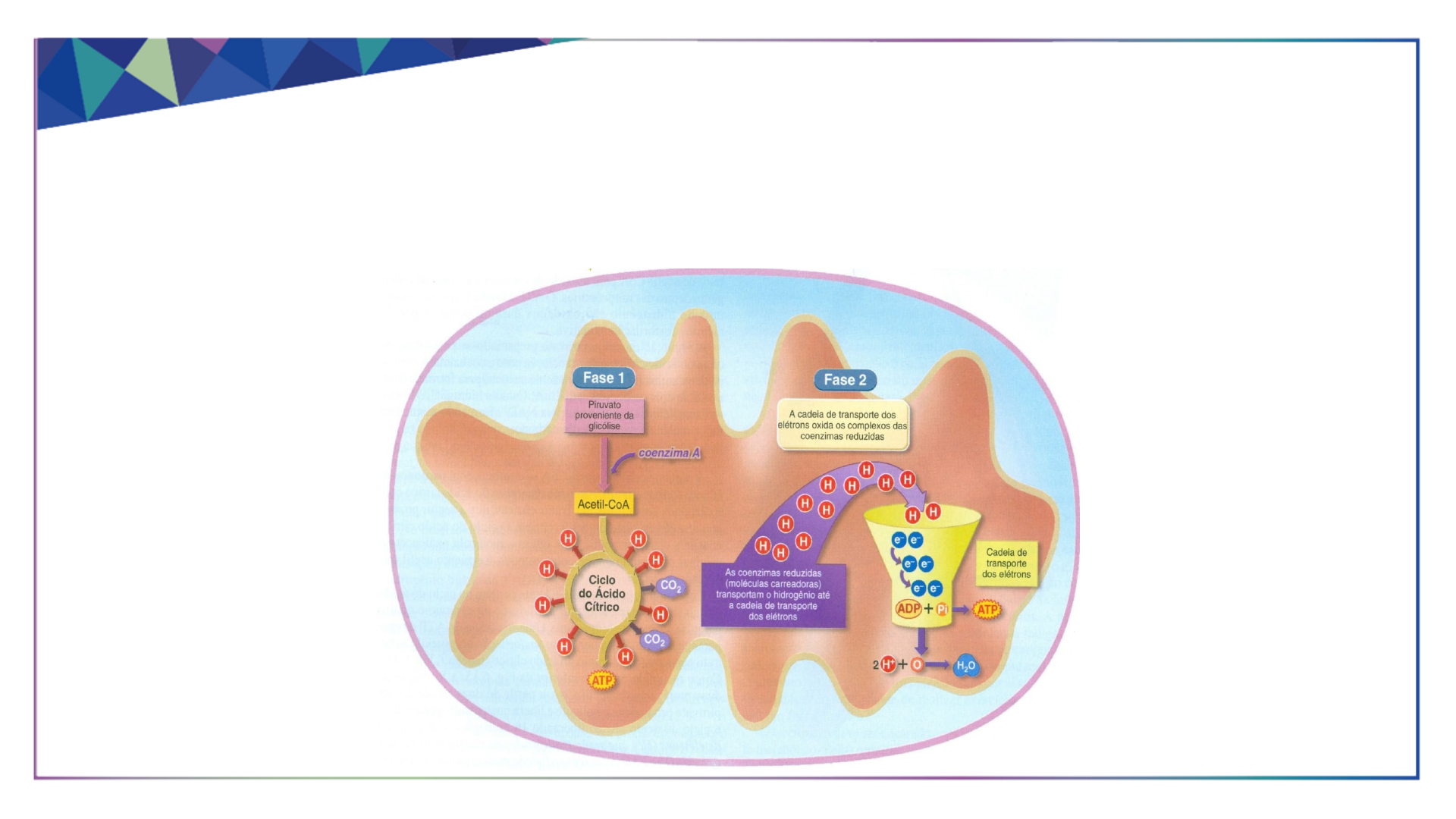 Resumo Integração Metabólica | PDF | Corpo humano | Nutrição, image size:1920x1080