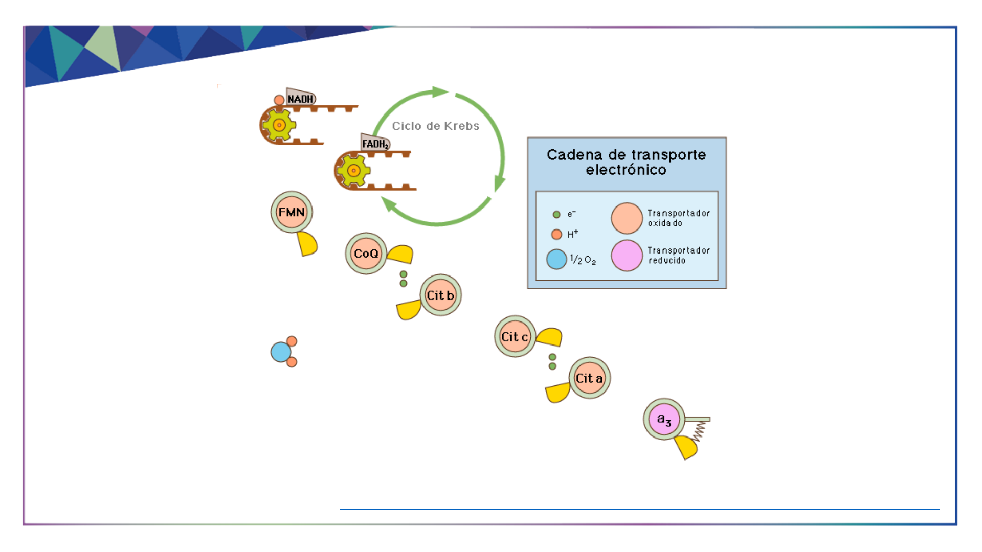 Plano Analitico Biologia 12 Classe I Trim 2025 | PDF | Célula (Biologia) |  Glicolise, image size:1920x1080