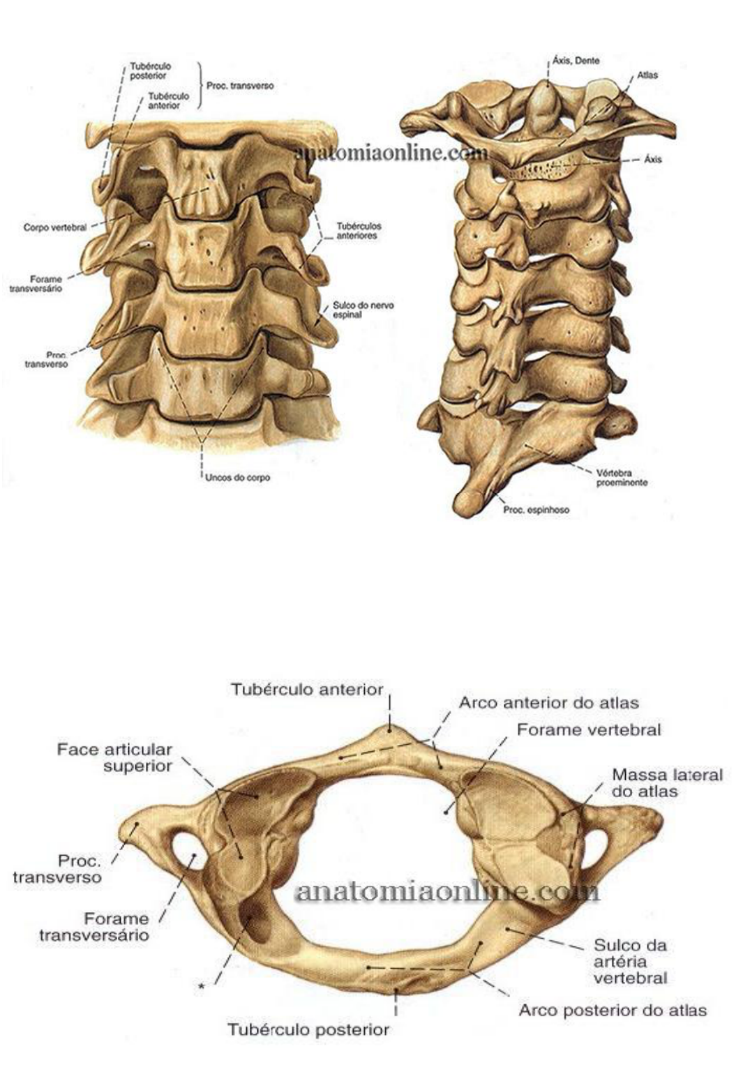 Os Ossos da Coluna Vertebral - Anatomia Aplicada à Medicina