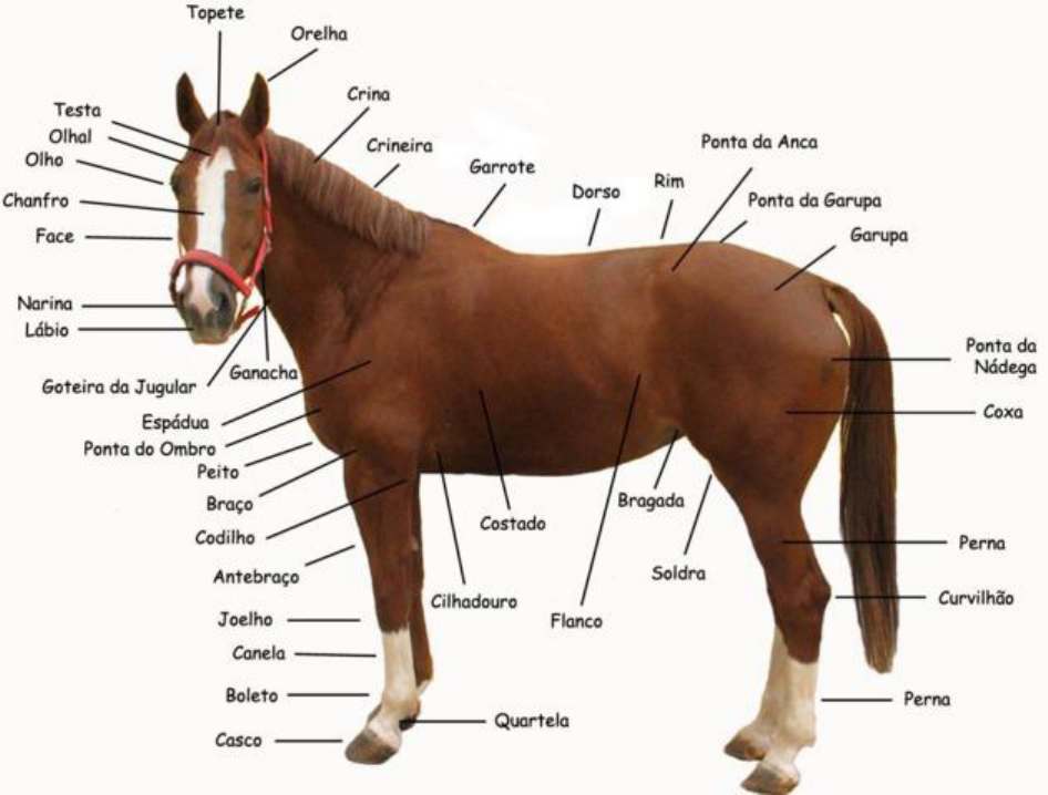 cavalo  Tradução de cavalo no Dicionário Infopédia de Português