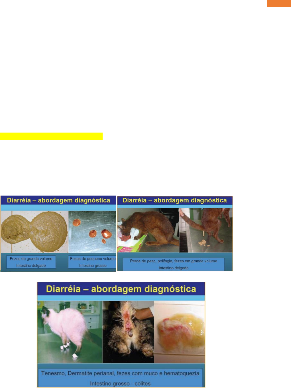 Grátis: GASTROENTEROLOGIA - INTESTINO - Material Claro e Objetivo em PDF  para Estudo Rápido
