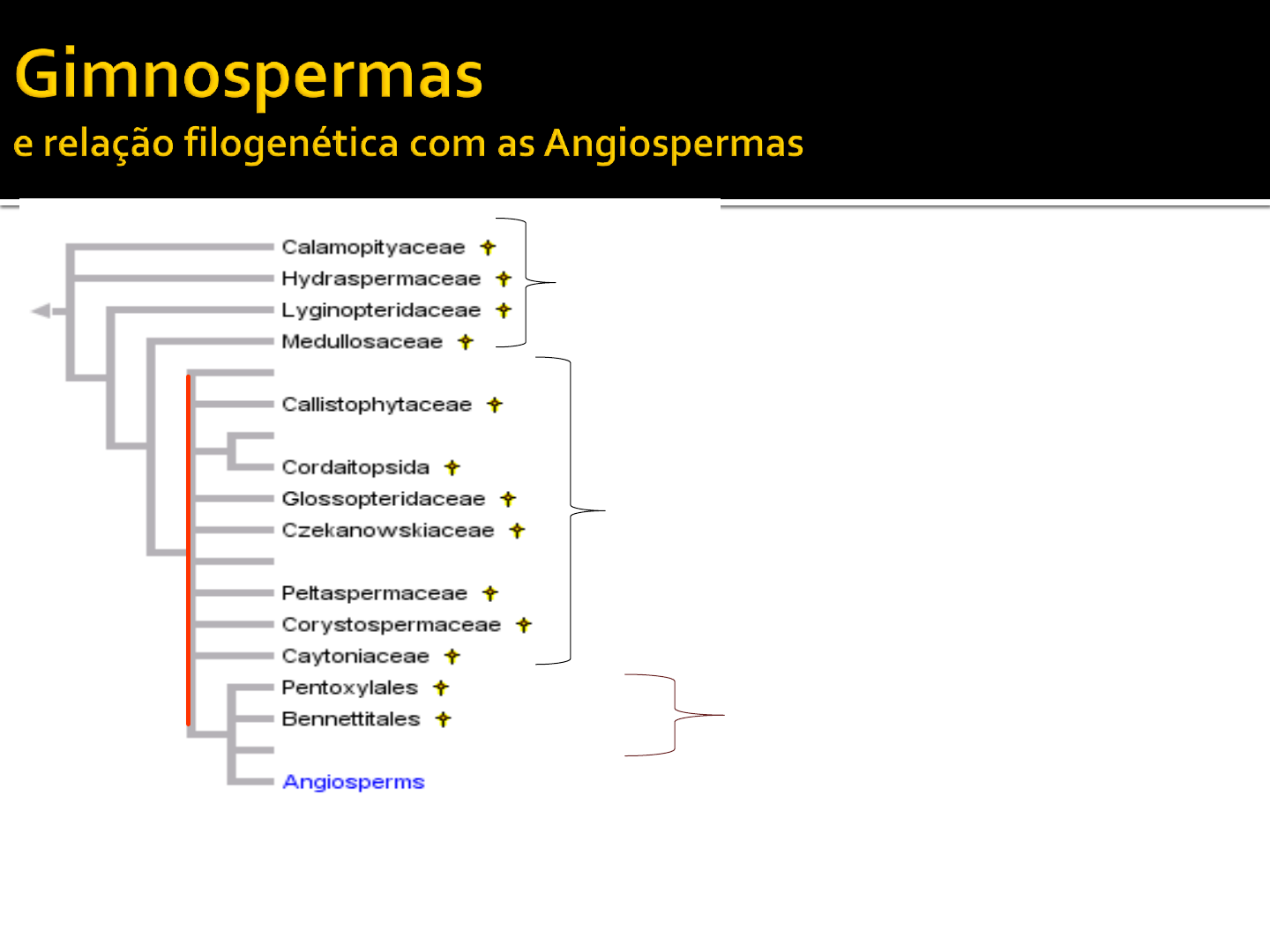 SISTEMAS FILOGENÉTICOS (1880 – atual) Sistema de Engler ... | Focusky, image size:1440x1080